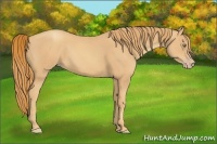 Horse Color:Gold Champagne 