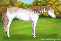 Horse Color:White Spotted Chestnut Splash 