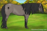 Horse Color:Grullo
