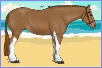 Horse Color:Chestnut Tobiano