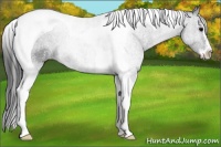 Horse Color:Black Sabino Tobiano 