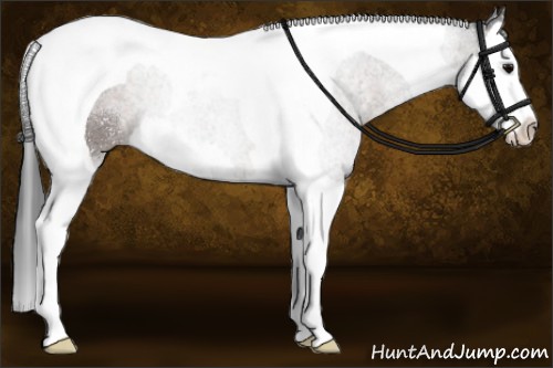 Horse Color:Brown Splash Tobiano 