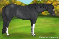 Horse Color:Black Varnish Rabicano 