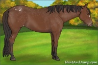 Horse Color:Bay Appaloosa 