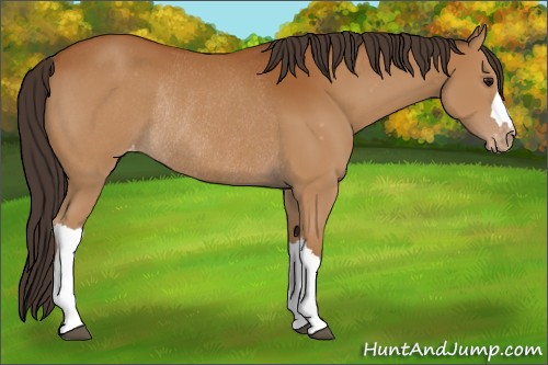 Horse Color:Bay Appaloosa Rabicano 