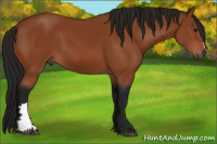 Horse Color:Gray Bay 