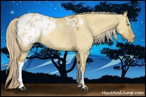 Horse Color:Palomino Dun Appaloosa 
