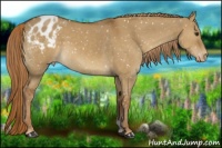 Horse Color:Red Dun Appaloosa 