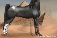 Horse Color:Liver Chestnut Appaloosa