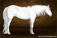 Horse Color:Silver Black Sabino 