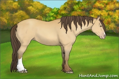 Horse Color:Amber Champagne 