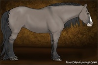 Horse Color:Grullo Splash
