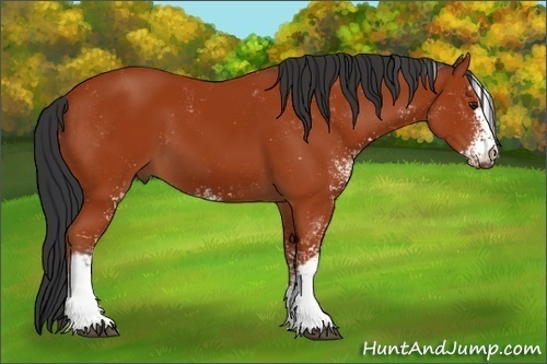 Horse Color:Bay Sabino 
