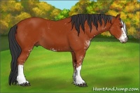 Horse Color:Bay Sabino