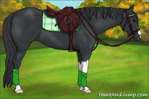 Horse Color:Black 