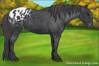 Horse Color:Black Appaloosa