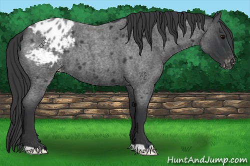 Horse Color:Blue Roan Appaloosa