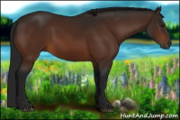 Horse Color:Gray Bay 
