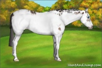 Horse Color:White Spotted Bay Splash Frame Appaloosa 