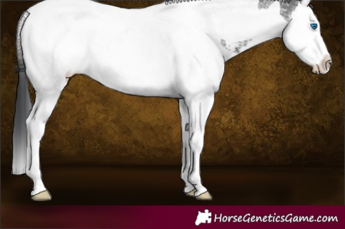 Horse Color:Brown Sabino Splash Tobiano 