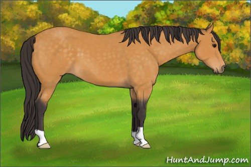 Horse Color:Buckskin 