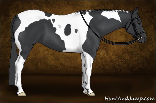 Horse Color:Black Tobiano 