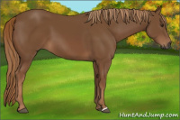 Horse Color:Gray Chestnut 