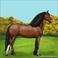 Horse Color:Gray Bay 