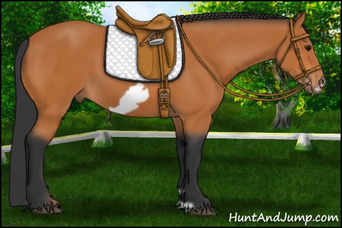 Horse Color:Bay Frame 