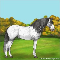 Horse Color:White Spotted Blue Roan Splash Frame Appaloosa 