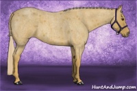 Horse Color:Palomino Roan 
