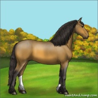 Horse Color:Buckskin 