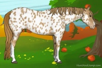 Horse Color:Chestnut Appaloosa