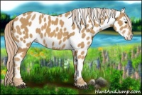 Horse Color:Palomino Appaloosa