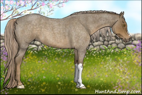 Horse Color:Chocolate Palomino Roan 