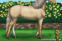 Horse Color:Palomino Roan 