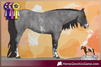 Horse Color:Smoky Blue Roan Sabino 