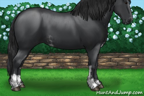 Horse Color:Black Sabino 