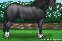 Horse Color:Black Sabino