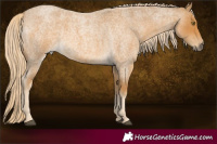 Horse Color:Palomino Roan 