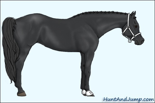Horse Color:Black 