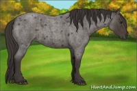 Horse Color:Smoky Blue Roan 