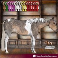 Horse Color:Silver Smoky Blue Roan Tobiano 