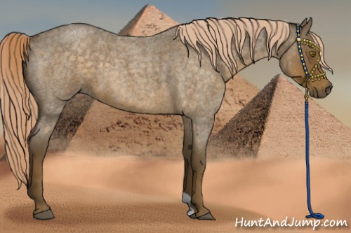 Horse Color:Chocolate Palomino Roan 