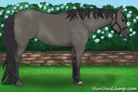 Horse Color:Grullo