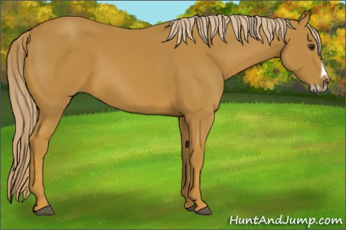 Horse Color:Chestnut Splash Frame 