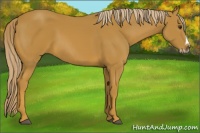 Horse Color:Chestnut Splash Frame