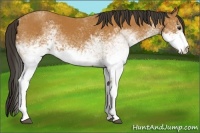Horse Color:White Spotted Bay 