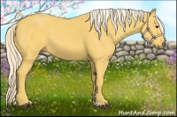 Horse Color:Palomino 
