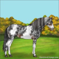 Horse Color:White Spotted Brown Roan Frame